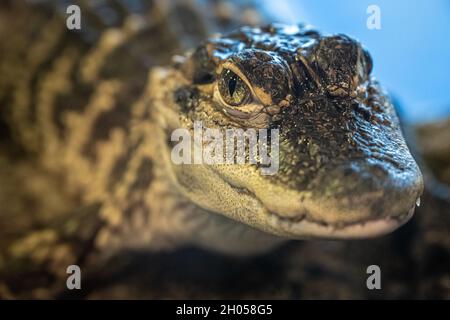 Nahaufnahme eines starrenden Alligators (Alligator mississippiensis) im GTM Research Reserve Visitors Center in Ponte Vedra Beach, Florida. (USA) Stockfoto