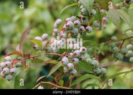 Heidelbeeren, Vaccinium corymbosum, grüne Beeren, die auf einem Heidelbeerbusch reifen Stockfoto