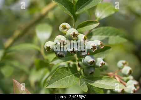 Gesunde Ernährung; unreife grüne Heidelbeeren, Vaccinium corymbosum, im Sommer, Shropshire, VEREINIGTES KÖNIGREICH Stockfoto