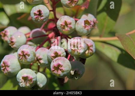 Gesunde Ernährung; reifende grüne Heidelbeeren, Vaccinium corymbosum, auf einem Heidelbeerbusch, Nahaufnahme Stockfoto
