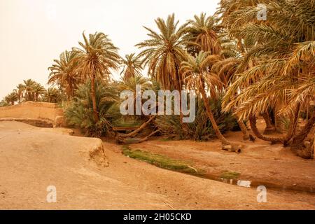 Oase und Landschaft der Sahara fotografiert in Marokko Stockfoto