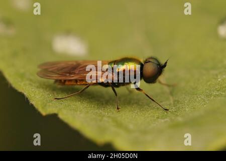 Nahaufnahme einer bunten, breiten Zenturio-Fliege, Chloromyia formosa Stockfoto