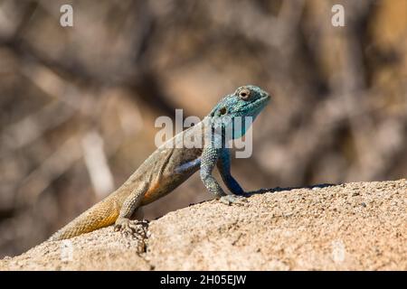 Eine Echse der Agama-Wüste sitzt auf einem Felsen in der Sonne und wartet darauf, sich aufzuheizen. Aufgenommen in der Karoo-Wüste, Südafrika. Stockfoto