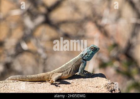 Eine Echse der Agama-Wüste sitzt auf einem Felsen in der Sonne und wartet darauf, sich aufzuheizen. Aufgenommen in der Karoo-Wüste, Südafrika. Stockfoto