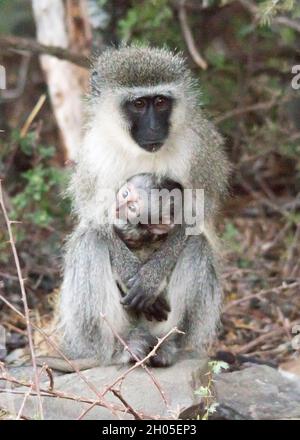 Ein vervetter Affe hält ihr Baby. Stockfoto