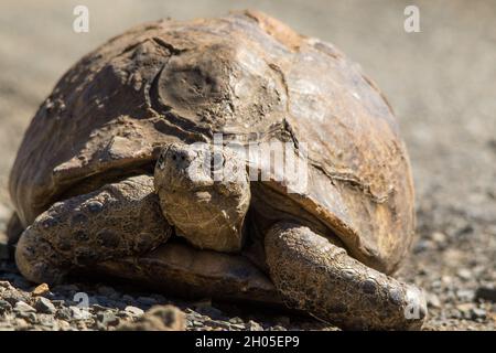 Eine große Schildkröte auf einer heißen Teerstraße. Stockfoto