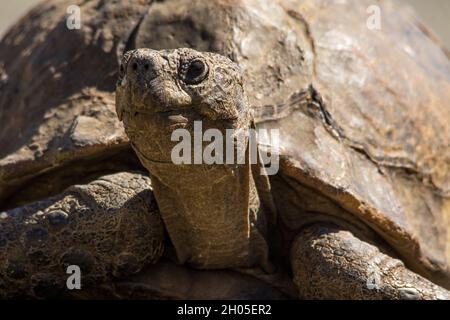 Eine große Schildkröte auf einer heißen Teerstraße. Stockfoto