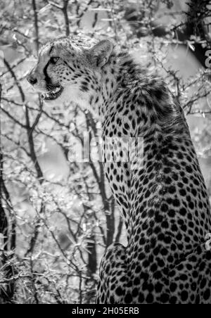 Ein afrikanischer Gepard auf einem frischen Töten. Stockfoto