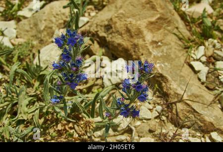 Echium plantagineum, allgemein bekannt als Purple Viper's-bugloss oder Pherson's Curse Stockfoto