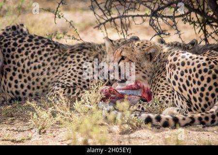 Ein afrikanischer Gepard auf einem frischen Töten. Stockfoto