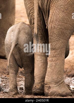 Ein Elefantenbaby steht neben seiner Mutter und blickt von der Kamera weg. Stockfoto