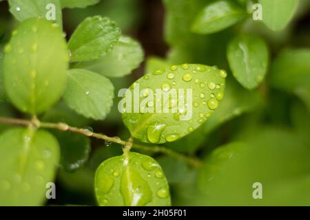 Grüne Blätter mit Wassertropfen. Stockfoto