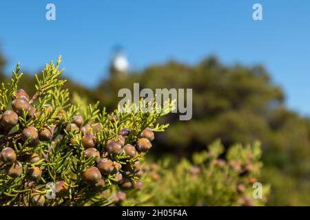Grüner Juniperus excelsa mit Beeren, der griechische Wacholder immergrüner Baumzweig lebendige Nahaufnahme mit Unschärfe, Mittelmeer, Griechenland Stockfoto