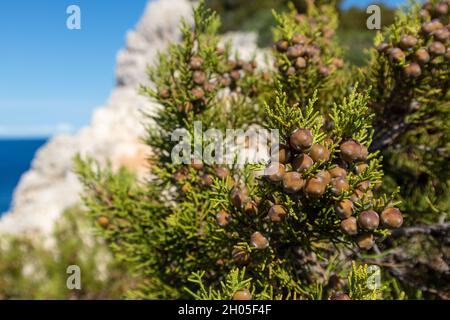 Grüner Juniperus-Busch mit Beeren, der immergrüne griechische Wacholder-Baum-Zweig lebendige Nahaufnahme mit verschwommenem felsigen Meereshintergrund. Mittelmeer, Stockfoto