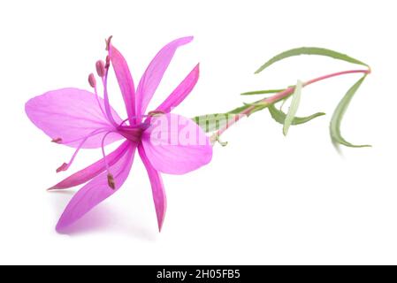 Rosa Alpine weidenröschen Blüte isoliert auf weißem Stockfoto