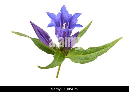 Gentiana Asclepiadea isoliert auf weißem Hintergrund Stockfoto