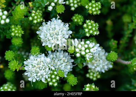 Eine Nahaufnahme von kleinen weißen Blumen, die im Kirstenbosch Botanical Gardens in Kapstadt, Südafrika, gefunden wurden. Stockfoto
