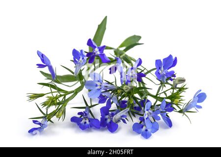 blaue Lobelie Blumen isoliert auf weißem Hintergrund. Stockfoto