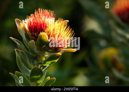 Nahaufnahme eines roten und gelben Nadelkissen-Protea (Leucospermum; R.Br.) Stockfoto