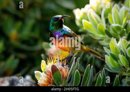 Ein orangefarbener Sonnenvögel thront auf einem Pinhead Protea in den Botanischen Gärten von Kapstadt, Südafrika. Stockfoto