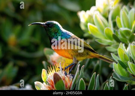 Ein orangefarbener Sonnenvögel thront auf einem Pinhead Protea in den Botanischen Gärten von Kapstadt, Südafrika. Stockfoto