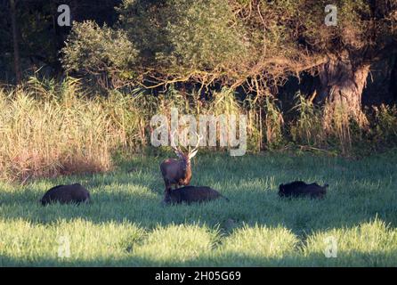 Rotwild und Gruppe Wildschweine auf der Wiese. Wildtiere in natürlichem Lebensraum Stockfoto