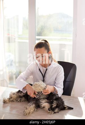 Ziemlich junge Tierarzt hören Herzschlag von niedlichen Hund auf dem Tisch Stockfoto