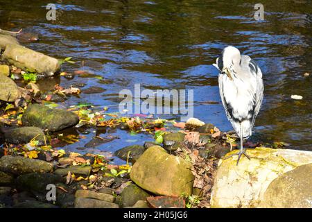 Graureiher, River Calder, Hebden Bridge, Calderdale, West Yorkshire Stockfoto