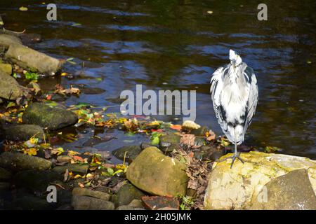 Graureiher, River Calder, Hebden Bridge, Calderdale, West Yorkshire Stockfoto