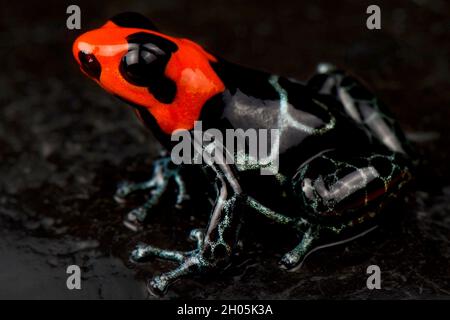 Gesegneter Giftfrosch (Ranitomeya benedicta) Stockfoto