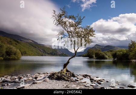 Einzelbaum bei Llyn Padarn in Snowdonia, Gwynedd Wales Vereinigtes Königreich Stockfoto
