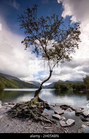 Einzelbaum bei Llyn Padarn in Snowdonia, Gwynedd Wales Vereinigtes Königreich Stockfoto