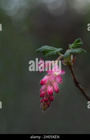 Rosa Blüten von Chaparral Currant, Ribes malvaceum, in der Natur in Kalifornien, mit glattem Hintergrund, grüner Kopierraum Stockfoto