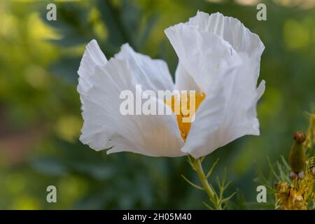 Matilija Mohn, Romneya, Blume, in der Natur in Kalifornien, Öffnung, Seitenansicht Stockfoto