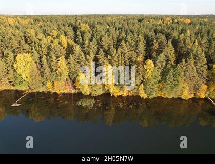 Waldküste in der Nähe des Sees Luftdrohne Ansicht Herbst gelbe Farbe Stockfoto