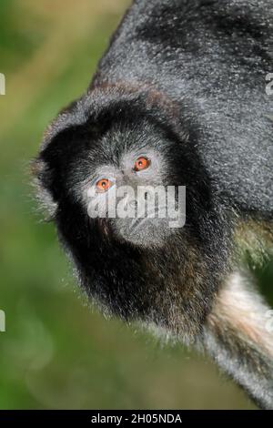 Porträt eines schwarzen Brüllaffen (Alouatta caraya) in natürlichem Lebensraum Stockfoto