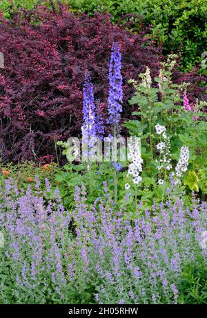 Mitte Sommer Blumengrenze - Juni. Vorne: Nepeta 'Walker's Low' Catmint Zentrum: delphiniums; hinten: Berberis thunbergii atropurpurea 'Rose Glow' Stockfoto