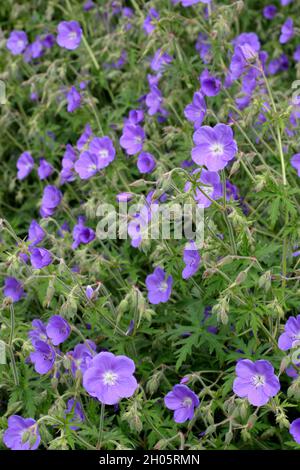 Hybrid-Geranie 'Brookside'-Kranichschnabel mit reichlich tiefvioletten Blüten in einer Gartengrenze .UK Stockfoto