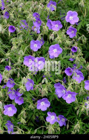 Hybrid-Geranie 'Brookside'-Kranichschnabel mit reichlich tiefvioletten Blüten in einer Gartengrenze .UK Stockfoto