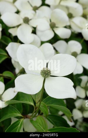 Dogwood blüht. Attraktive Hochballer von Cornus kousa 'China Girl' im Frühsommer. VEREINIGTES KÖNIGREICH Stockfoto