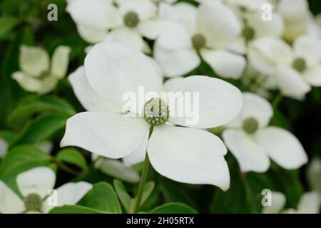 Blühende Hartriegel-Blütenhüllen von Cornus kousa 'China Girl' im Frühsommer. UK Stockfoto