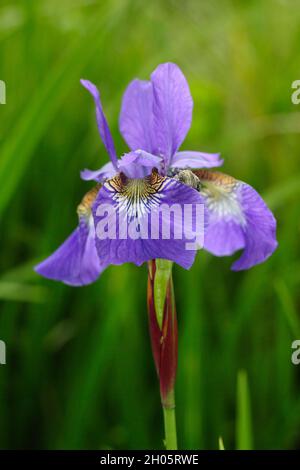 Iris sibirica ‘Blue King’ Sibirische Iris mit charakteristischen dunkelvioletten Blüten mit gelb geäderten Kehlen. VEREINIGTES KÖNIGREICH Stockfoto
