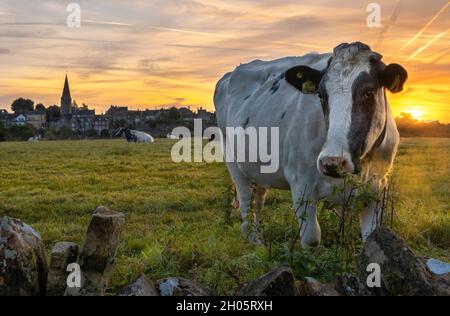 An einem frischen Oktobermorgen geht die Sonne über der Bergstadt Malmesbury in Wiltshire auf, als die Kühe zu einem kühlen Start in den Tag aufwachen. Stockfoto