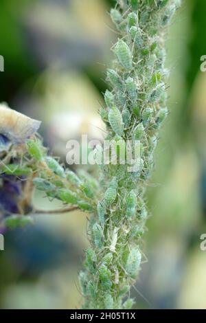 Macrosiphum albifrons. Befall von Lupinenaphiden auf Lupinenblüten. VEREINIGTES KÖNIGREICH Stockfoto