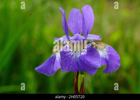 Iris sibirica ‘Blue King’ Sibirische Iris mit charakteristischen dunkelvioletten Blüten mit gelb geäderten Kehlen. VEREINIGTES KÖNIGREICH Stockfoto