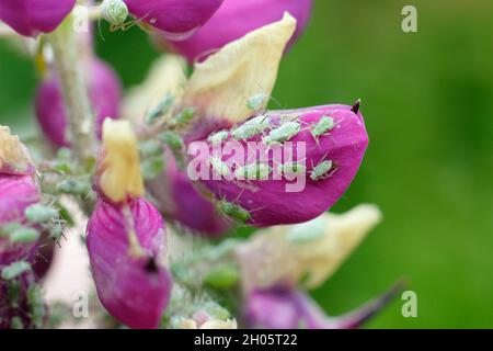 Macrosiphum albifrons. Befall von Lupinenaphiden auf Lupinenblüten. VEREINIGTES KÖNIGREICH Stockfoto