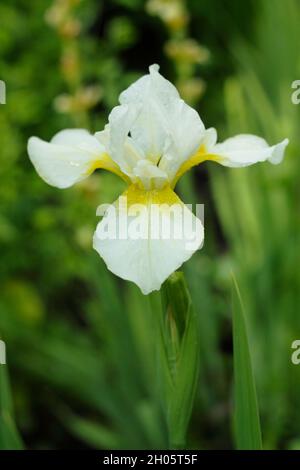 Iris sibirica 'Snow Queen' Sibirische Iris. Mit gelben Kehlen auf weißen Blüten. VEREINIGTES KÖNIGREICH Stockfoto