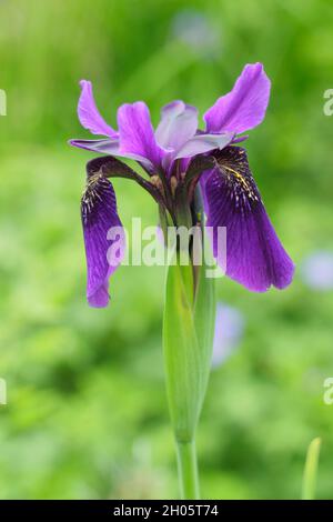 Iris „Caesars Bruder“. Intensive violette Blüten der Iris sibirica 'Caesar's Brother' Sibirische Iris in einem Garten Grenze. VEREINIGTES KÖNIGREICH Stockfoto