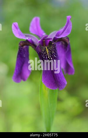 Iris „Caesars Bruder“. Intensive violette Blüten der Iris sibirica 'Caesar's Brother' Sibirische Iris in einem Garten Grenze. VEREINIGTES KÖNIGREICH Stockfoto