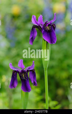 Iris „Caesars Bruder“. Intensive violette Blüten der Iris sibirica 'Caesar's Brother' Sibirische Iris in einem Garten Grenze. VEREINIGTES KÖNIGREICH Stockfoto